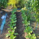 심지농장 이미지