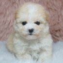 몽글몽글 이미지