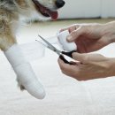 24시센트럴동물메디컬센터 이미지