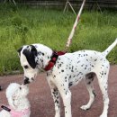 놀러오개 애견유치원 애견호텔 의정부점 | 노원 애견유치원 호텔 놀러오개 의정부점&gt; 101마리 강아지 달마시안을 만나당