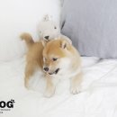 ShibainuKorea 이미지