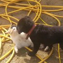 우정진도개 이미지