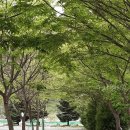 주천면-10(미다리 보보스캇) | 다그린캠핑장 직접 다녀온 솔직 후기