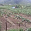 벌교 중앙초교 이미지