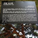 서창 소나무 이미지