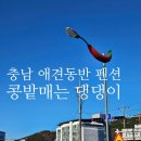 콩밭매는 강아지 | 충남 반려견동반 펜션, 청양 칠갑산 숙소 콩밭매는 댕댕이