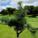 파크골프 동호인끼리 예의, 존중 홍보 캠페인 이미지