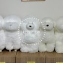 몽실몽실애견미용 이미지