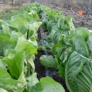 금주농장 이미지