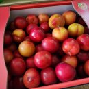 기석농장 이미지