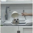 강아지미용실 네이버블로그