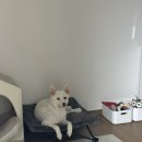 한사랑펫 네이버블로그
