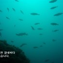 백도수중 이미지