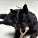 (주)베러펫 이미지