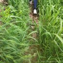 원주굽이길 원7코스 반계리은행나무길 이미지