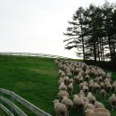 종일목장 이미지