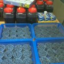 유기농블루베리 생과 수확이 시작 되었습니다.........^&amp;^ 이미지