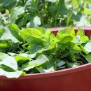 뚝심농장 이미지