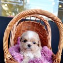 아이러브독 애견미용실 이미지