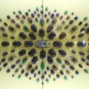 양평곤충박물관 이미지