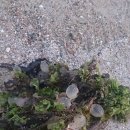 오징어pc 이미지