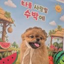 온 그루밍 | 천안 두정동 애견미용샵 코코그루밍에서 편안하게 맡기고 온 반려견 미용 후기