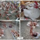 자연에축산 이미지