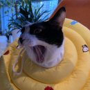 일리그루밍 이미지