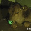 서울우유협동조합생명공학연구소 이미지