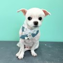 빠찌애견 이미지