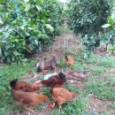 호호 닭 농장 이미지