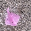 뽑기플렉스 이미지