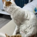 애지휘트니스 | 첫 바프 준비/ 헬스 2년 차 접어듬 / 남편이랑 제 2의 취미 캠핑은 계속하는 중/ 첫 외국계 기업 입사 후기