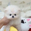 안녕댕댕쓰 네이버블로그