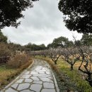 매화공원 이미지