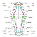 개 치아의 구조와 교합 이미지