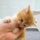 베베멍 강아지고양이분양 시흥본점 이미지