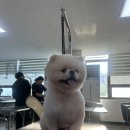 존중과 사랑의 소통처방전 | [ 일산애견미용학원 후기 ] 반려견과 미용사 모두가 행복한 '에이스'에서의 특별한 시작