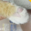 영대동물병원 네이버블로그
