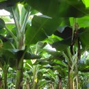 땅끝마을농장 이미지