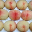 푸른초장농원