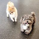 멍뭉유치원 이미지