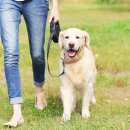 강아지산책 이미지