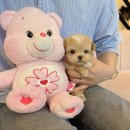 피어나개 이미지