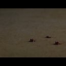 더씽 (the thing) 이미지