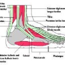2. 발의 해부학적 구조와 유형분류 -2 -1. 발의 해부학적 구조 이미지