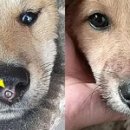 바람난강아지 이미지