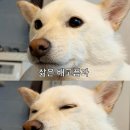 다이어터