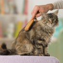 래플즈동물병원 이미지