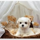 마마스미독 강아지분양 대전점 이미지